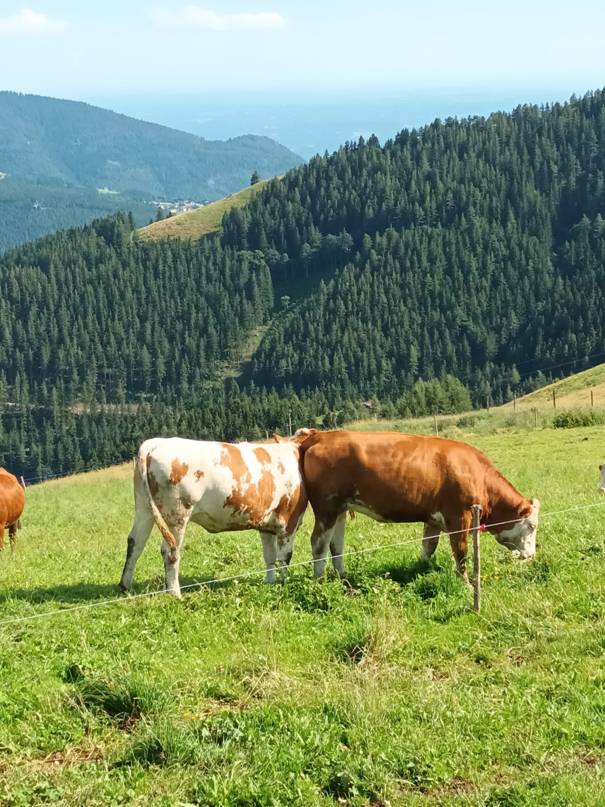 Ein Bild, das draußen, Gras, Berg, Nutztiere enthält.  Automatisch generierte Beschreibung